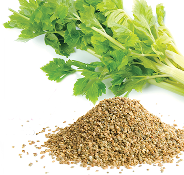 Celery Seed