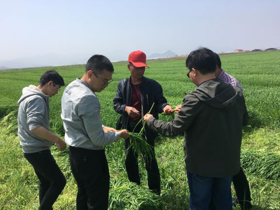 Barley grass land .JPG