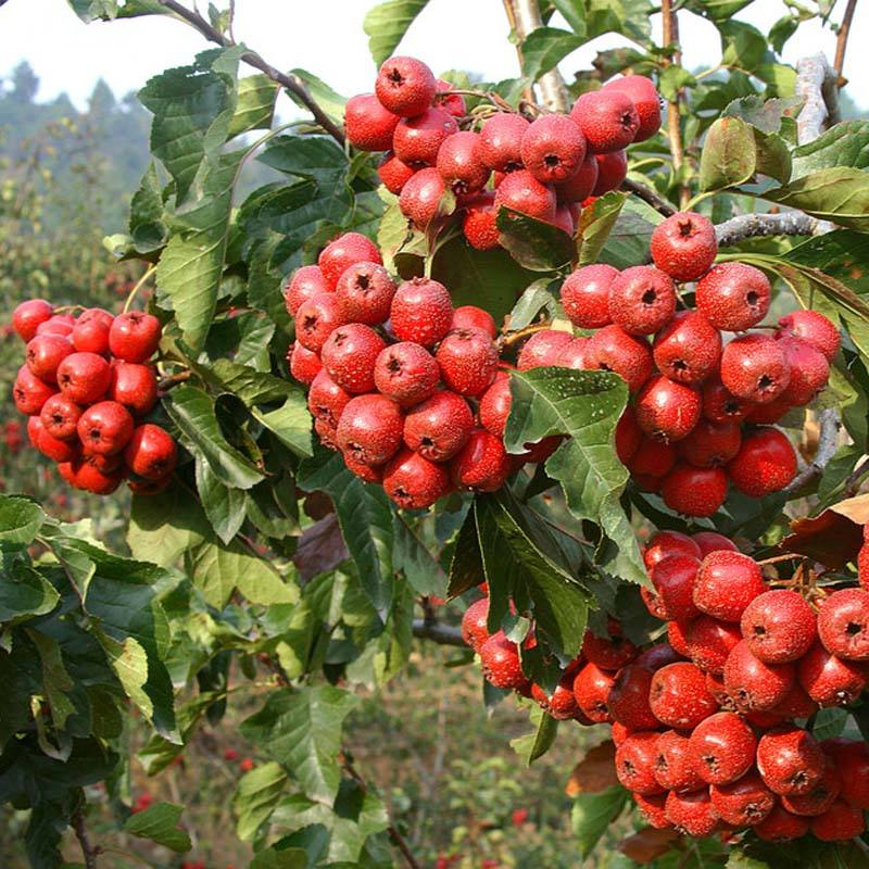 Hawthorn Berry