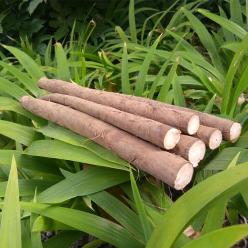 Burdock Root