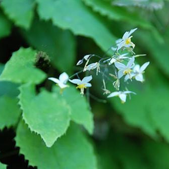 Epimedium Herb