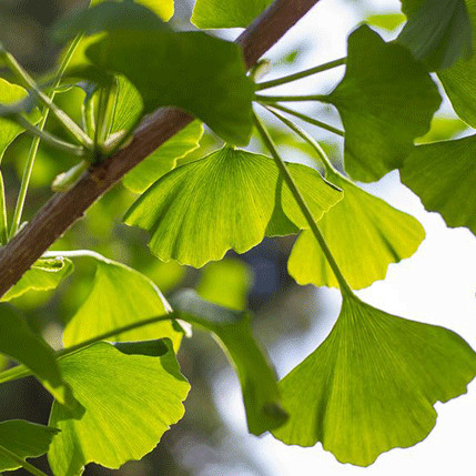 Ginkgo Leaf