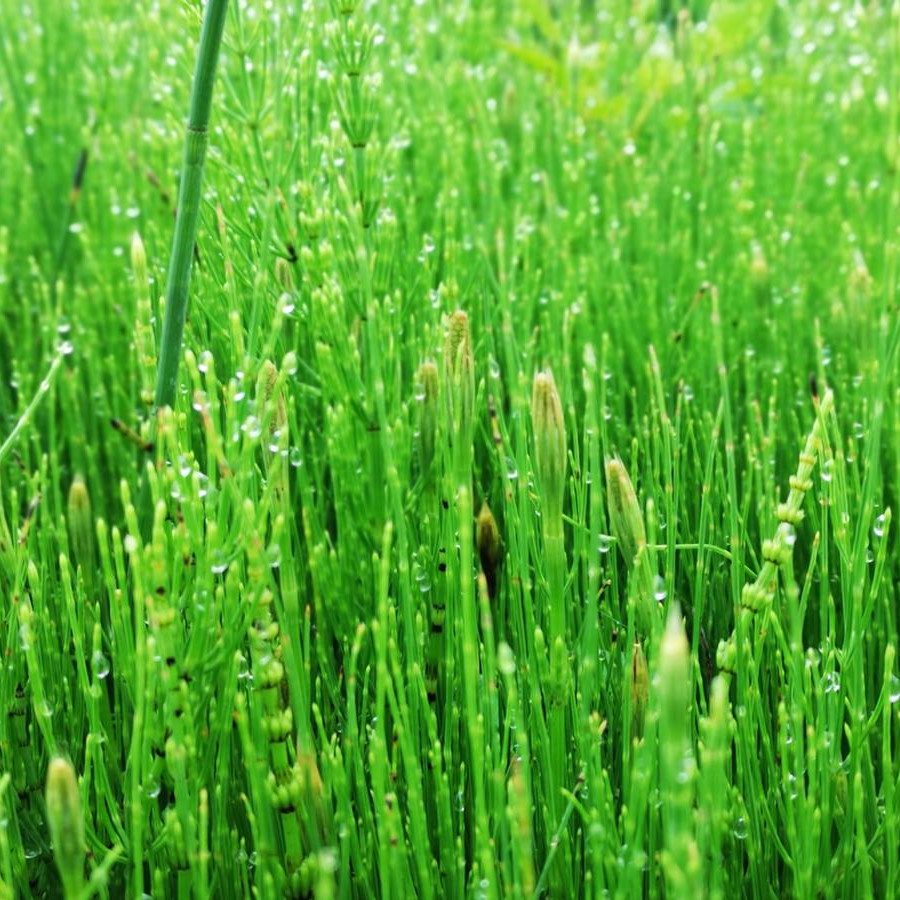 Horsetail Herb