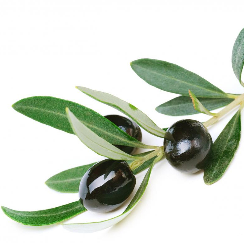 Olive Leaf