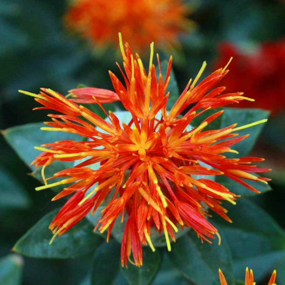 Safflower