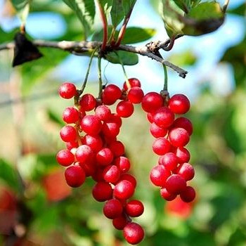 Schisandra Berry