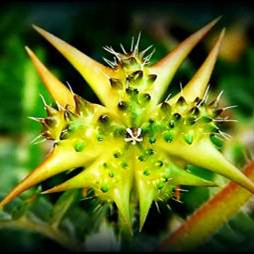 Tribulus Fruit