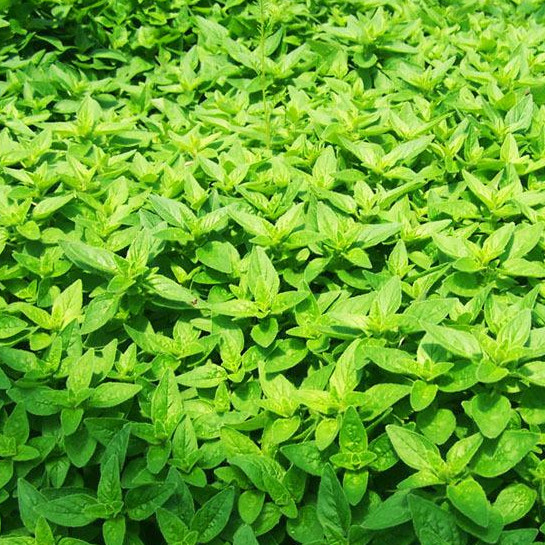 Oregano Herb