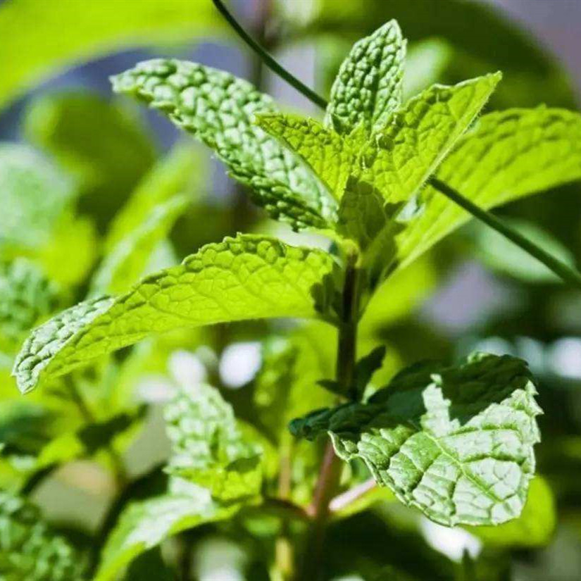 Peppermint Leaf