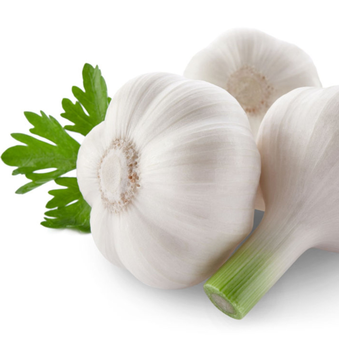 Garlic