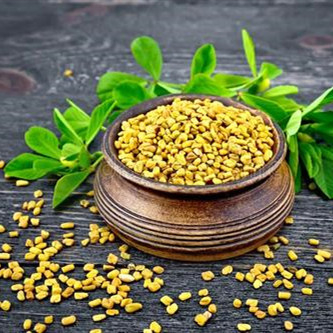 Fenugreek