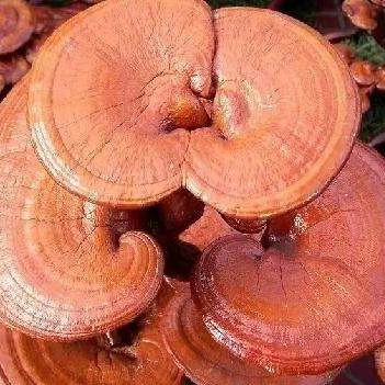 Reishi-Boost the immune system