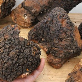 Chaga-Lower blood suger and pressure