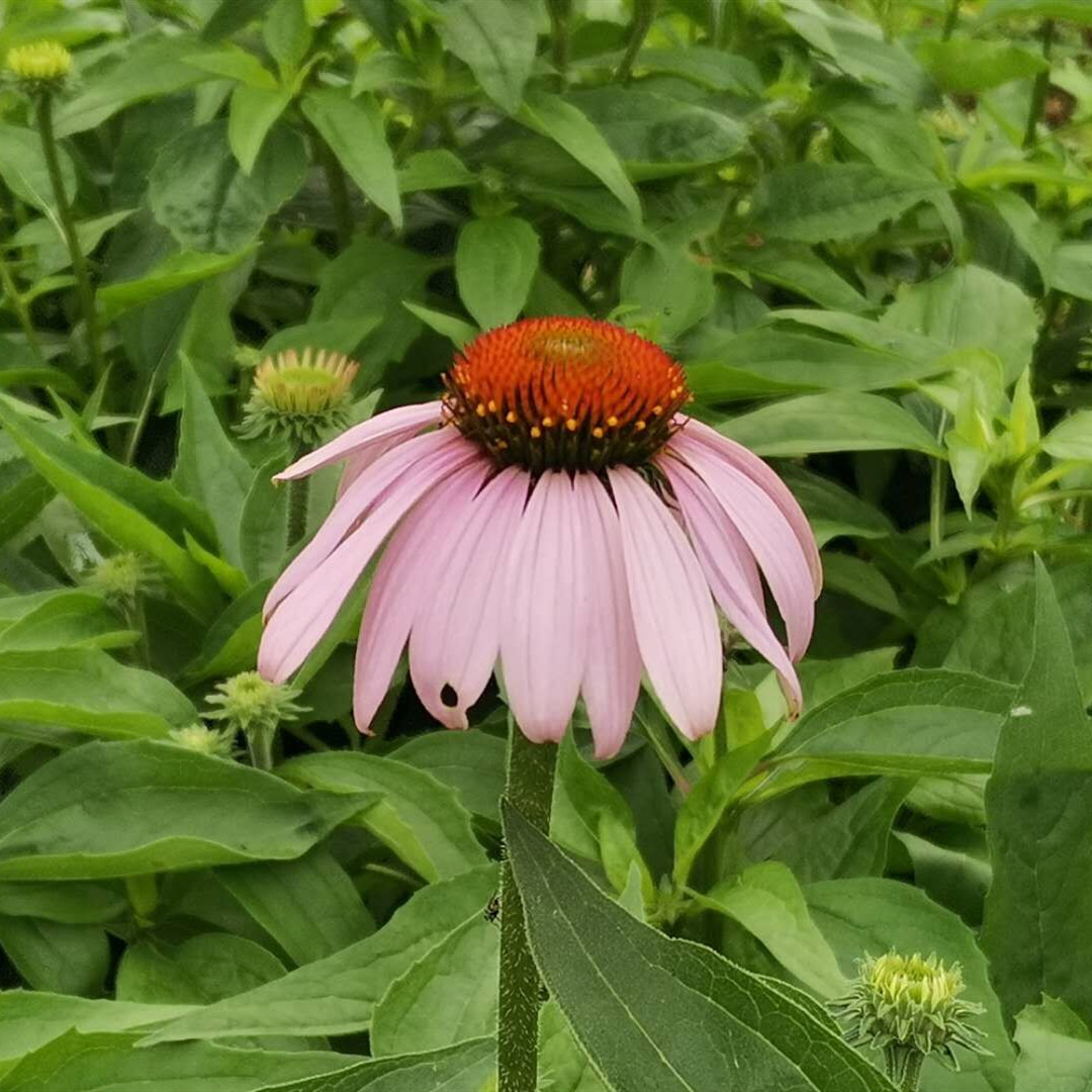 Echinacea Herb