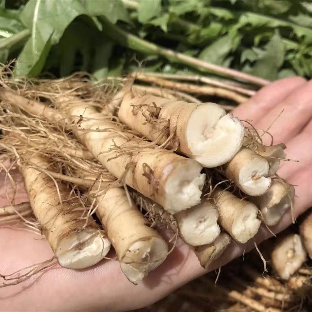 Dandelion Root