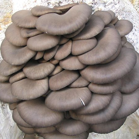 Oyster Mushroom-Lower Cholesterol