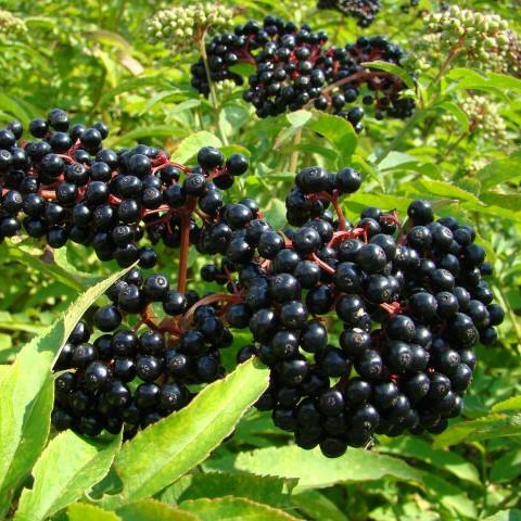 Elderberry