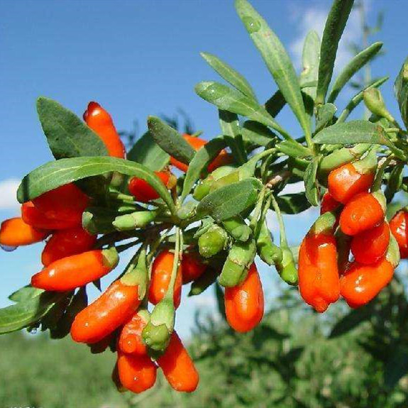 Goji Berry