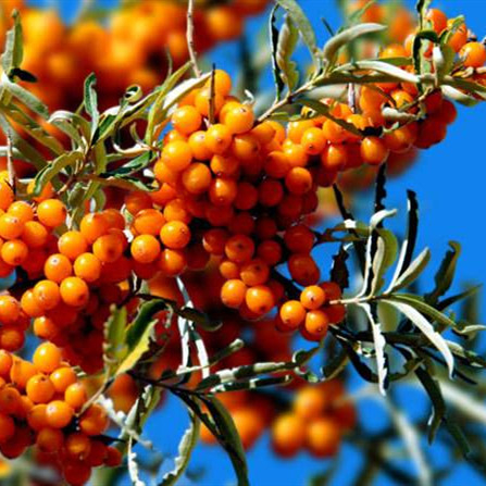 Sea Buckthorn