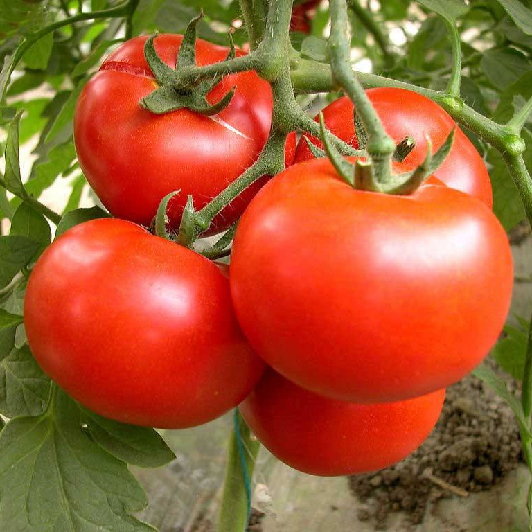 Tomato