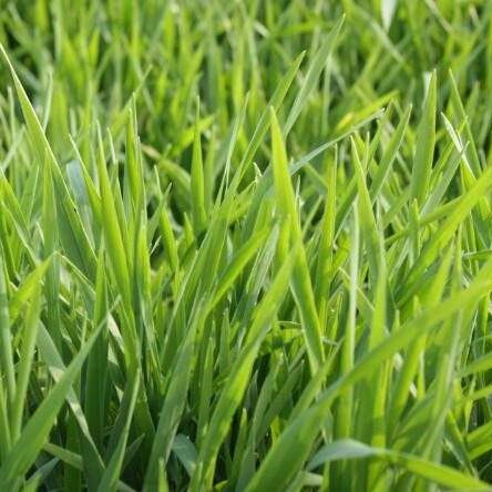 Barley Grass