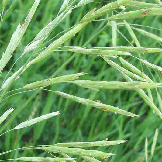 Oats Grass