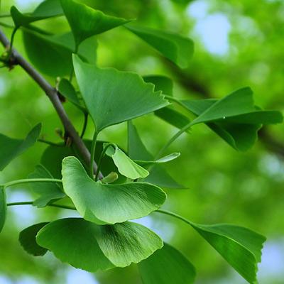 Ginkgo Leaf 01.jpg